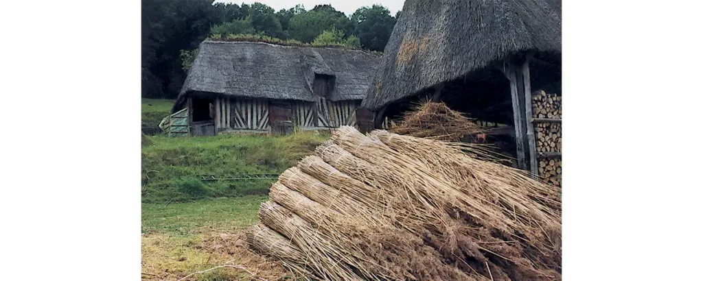 Photo de bottes de roseaux dans la cour de la ferme.