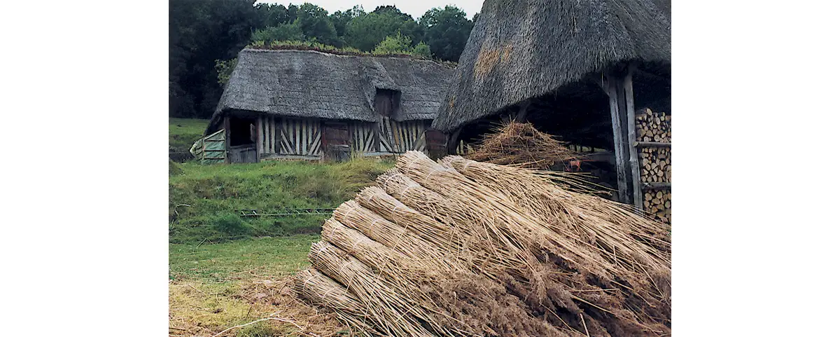 Photo de bottes de roseaux dans la cour de la ferme.