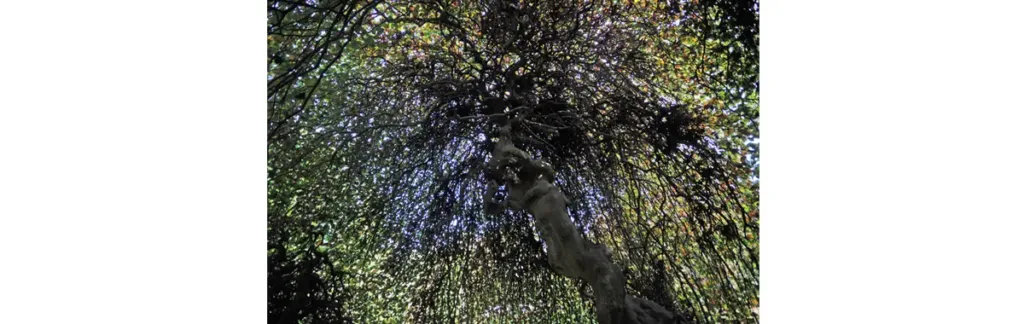 Le hêtre tortillard (ou Fau de Verzy) de l'arboretum d'Harcourt.
