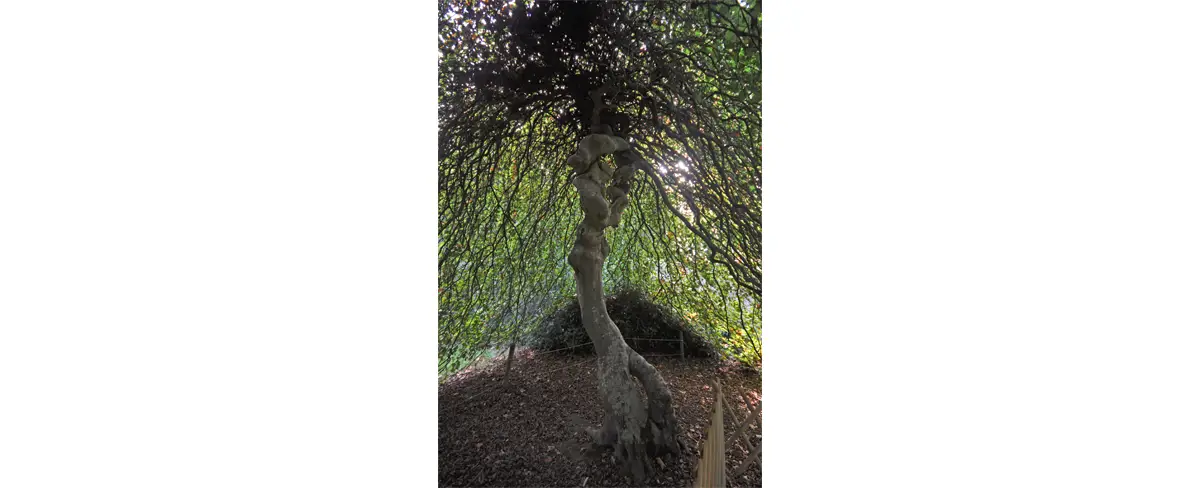 Hêtre Tortillard à l'arboretum d'Harcourt.