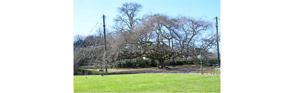 Depuis 2001, l’armature métallique a été remplacée par une structure originale. Les branches ne reposent plus sur des poutres métalliques, mais sont suspendues par des sangles à un filet métallique soutenu par quatre mâts, ce qui leur permet de conserver une plus grande liberté de mouvement.