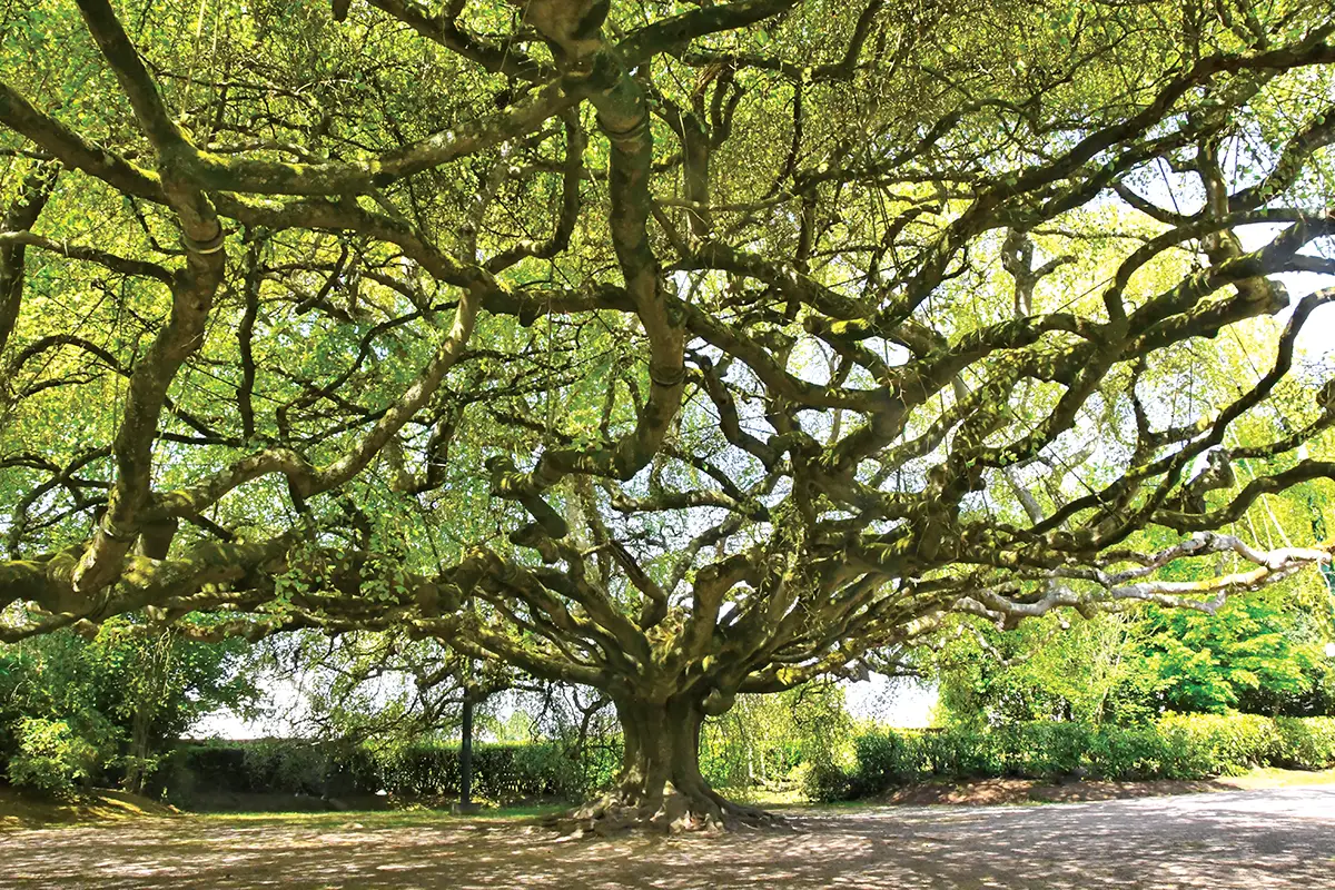 Le hêtre pleureur de Bayeux sera t-il arbre européen de l’année ?