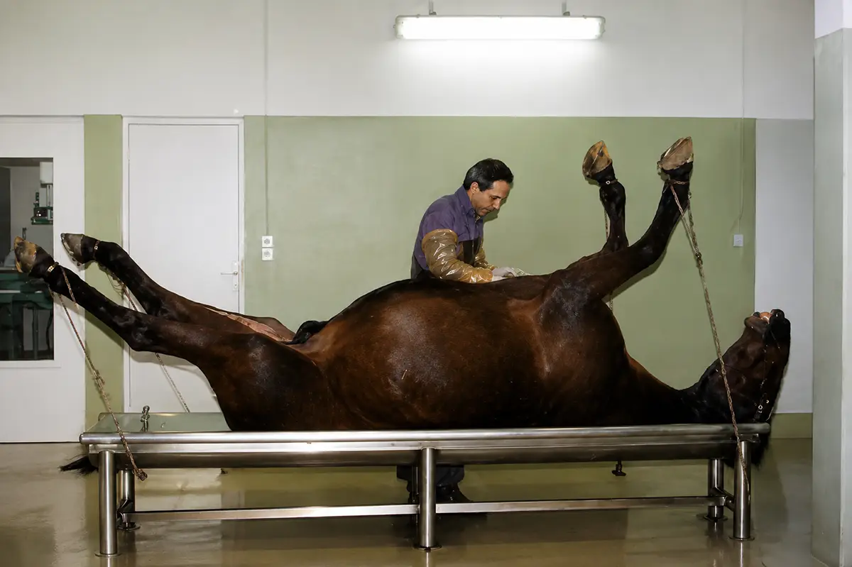 L&rsquo;Institut de Pathologie du Cheval