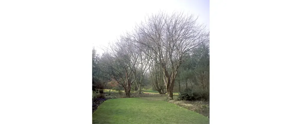 Photo des jardins de Bellevue.