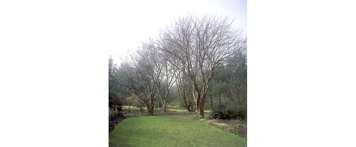 Photo des jardins de Bellevue.