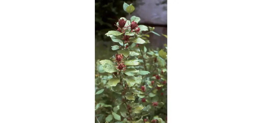 L’arbre aux anémones… fleurit en juin. (Photo Christiane Dorléans © Patrimoine Normand)