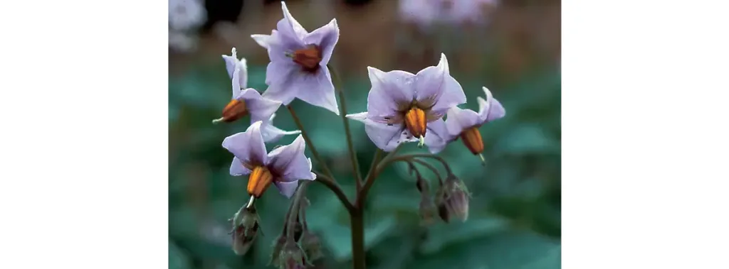 Son élégante fleur. (Photo Christiane Dorléans © Patrimoine Normand)