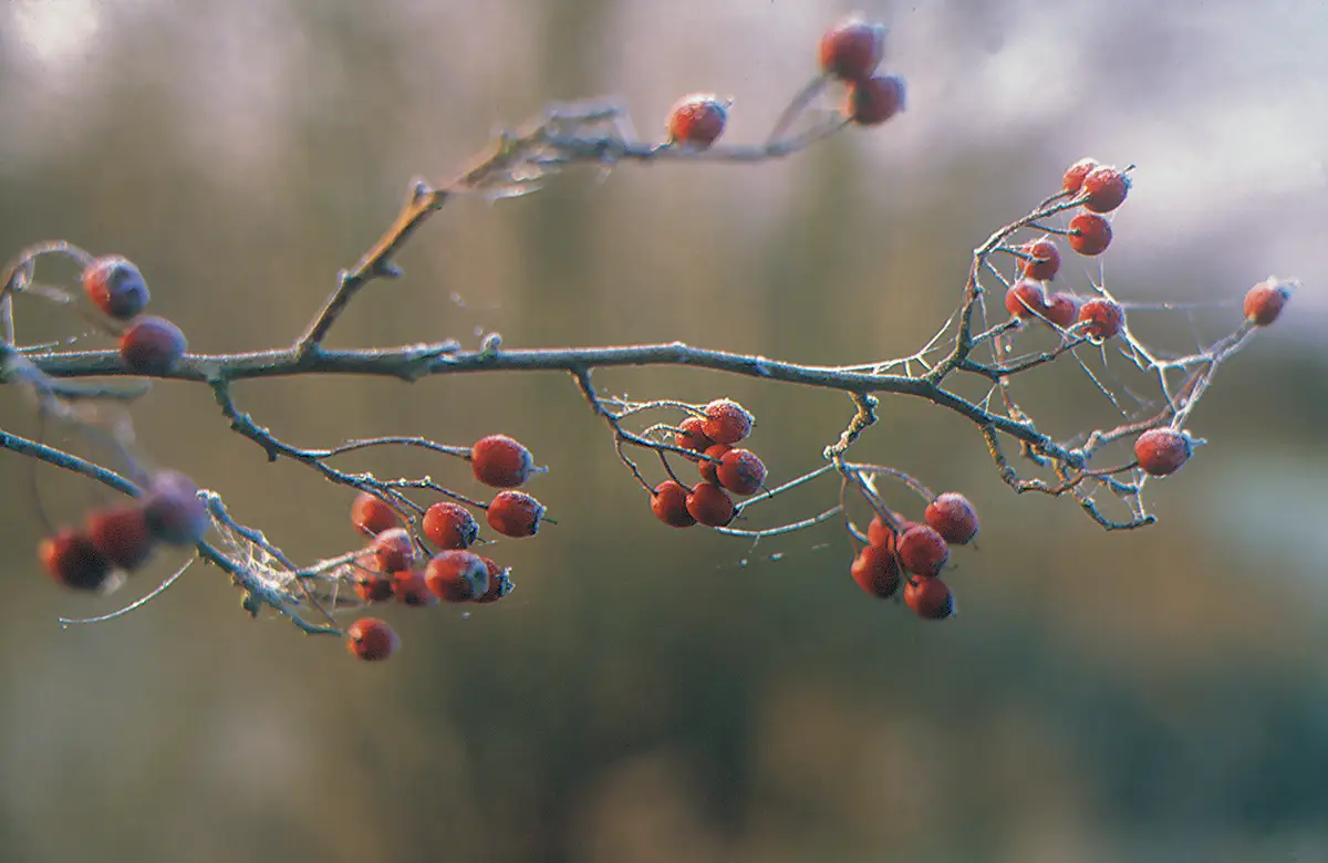 Bocage d’hiver, bocage vivant