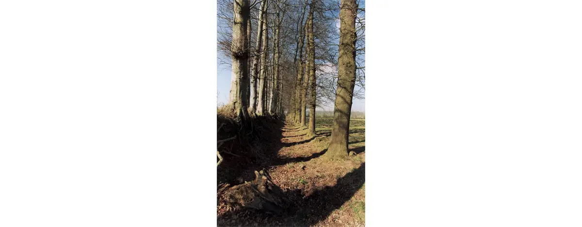 Le fossé ou banque de la ferme « La Bataille », à Harcanville. On en voit bien la structure, faite de deux rangées d’arbres.