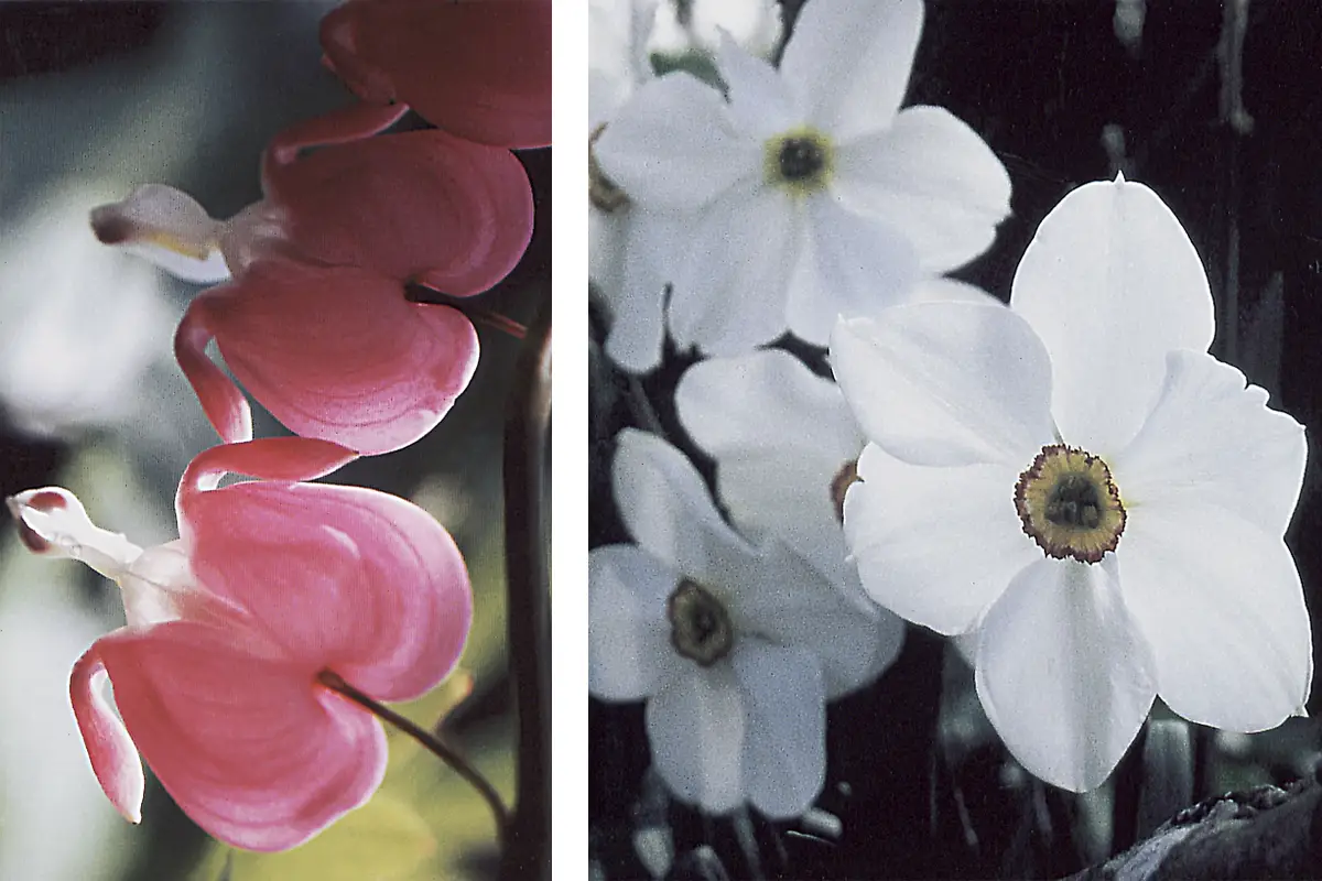 Le mois de Marie et les plantes de la Vierge – Plantes domestiquées en Normandie
