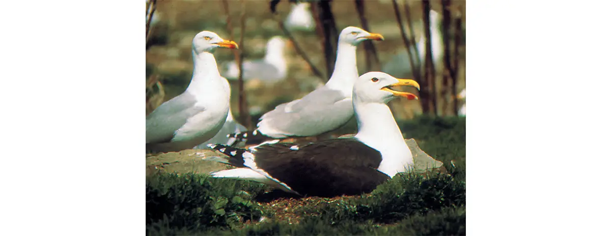 Photo d'un Goéland marin.