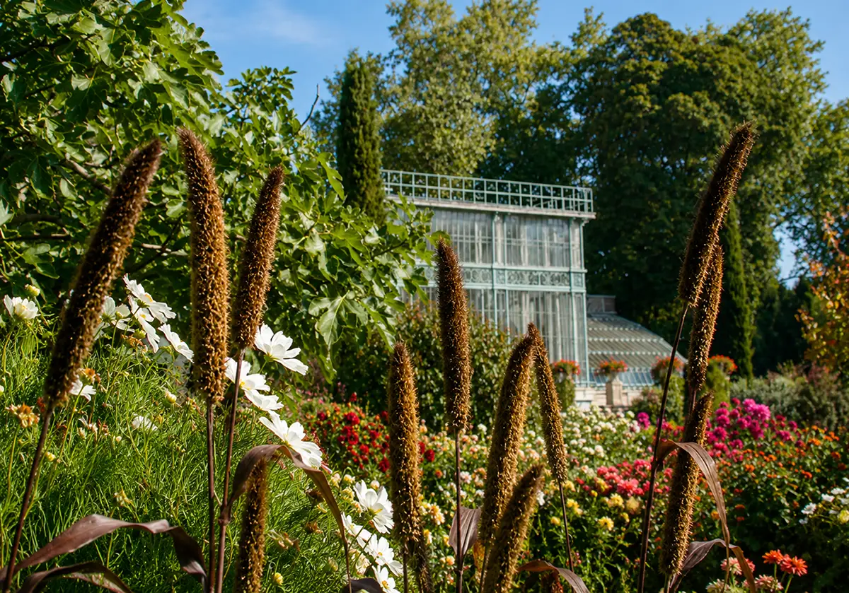 Jardin des plantes de Rouen : 3 siècles d&rsquo;âge, et des roses normandes