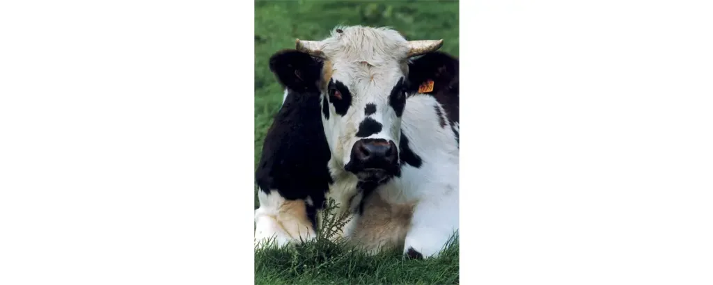 La race bovine normande - Comment la reconnaître ?