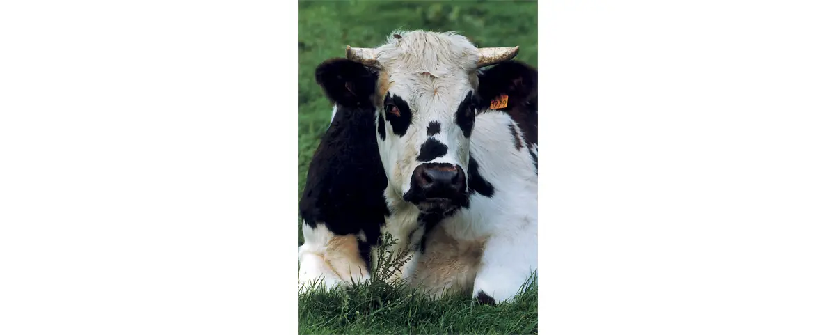 La race bovine normande - Comment la reconnaître ?