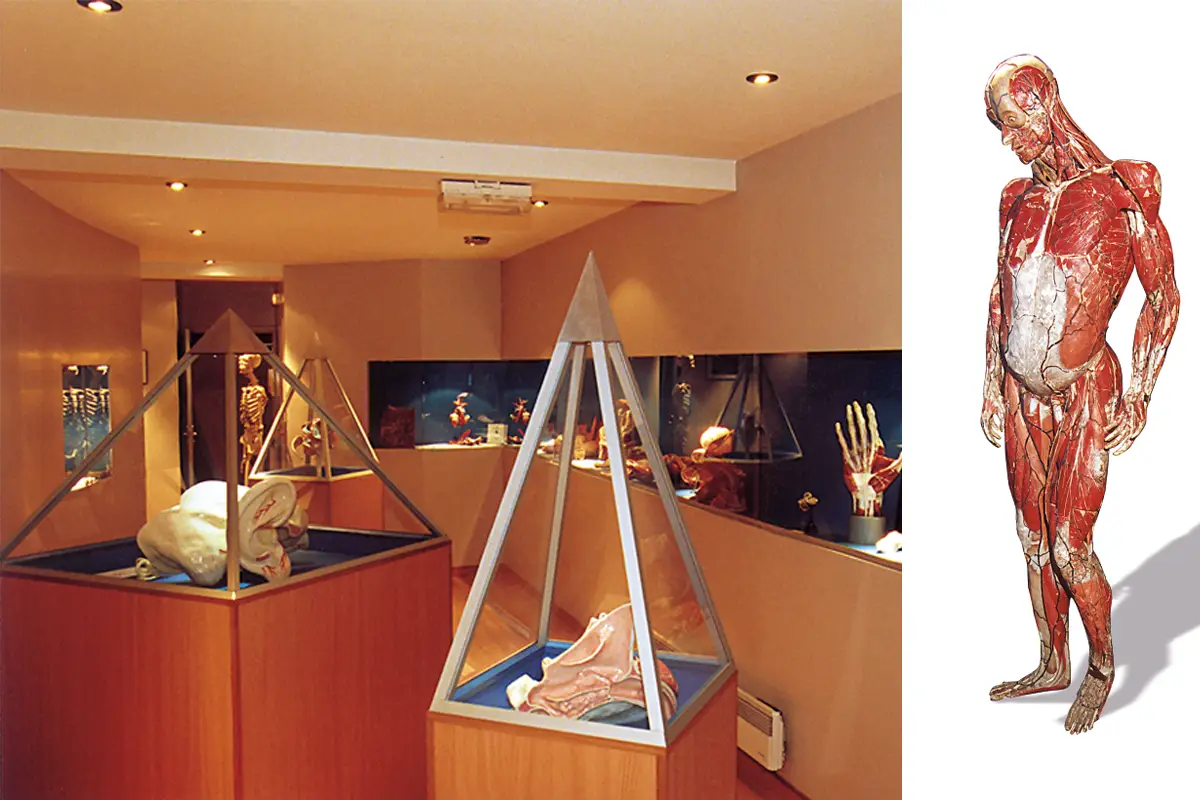 Le musée de l&rsquo;Écorché d&rsquo;Anatomie – Hommage au docteur Auzoux