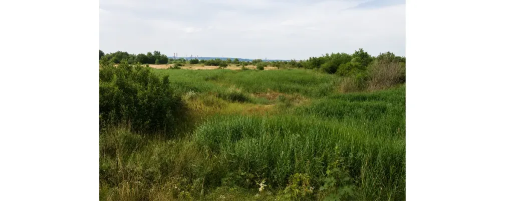 Terrain alluvionnaire, le long de la Seine où l’on découvre des orchidées.