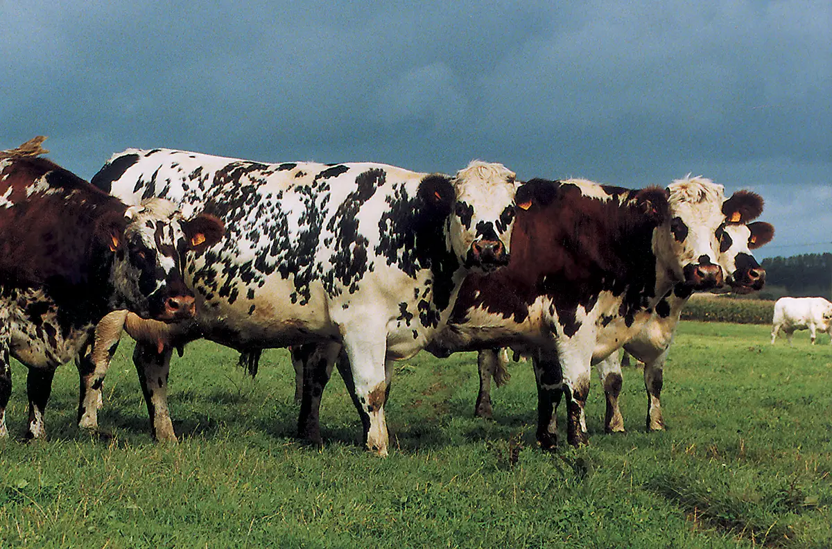 La race bovine normande