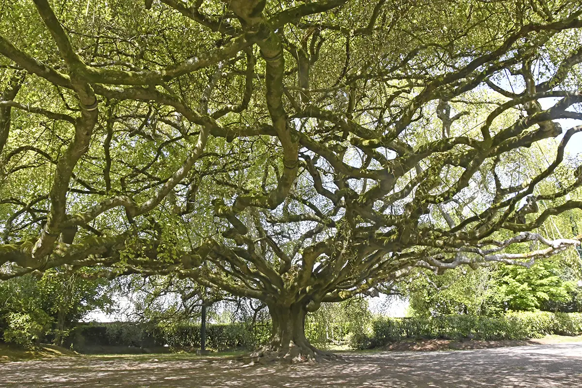 Le jardin botanique de Bayeux