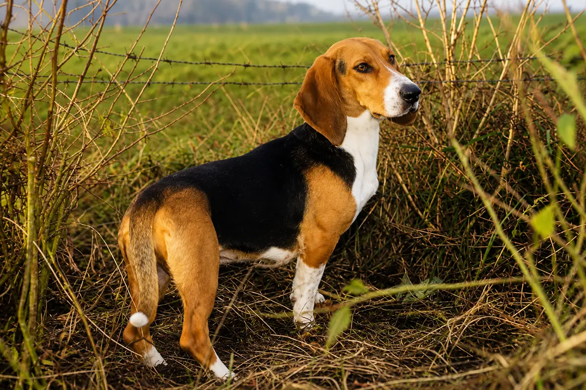 Le Basset Artésien-Normand