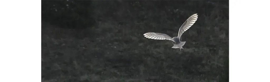 La réserve de Flers est un magnifique hâvre de paix pour de nombreux oiseaux dont la chouette effraie.