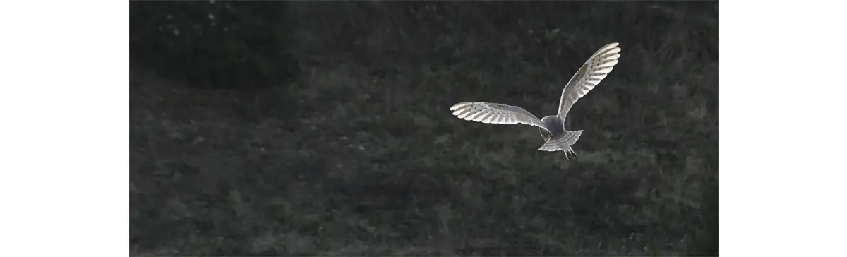 La réserve de Flers est un magnifique hâvre de paix pour de nombreux oiseaux dont la chouette effraie.
