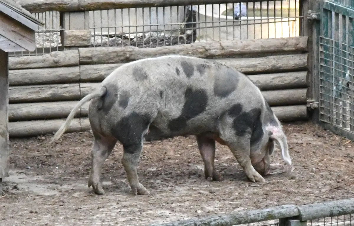 Joue de porc à la bière – Recette