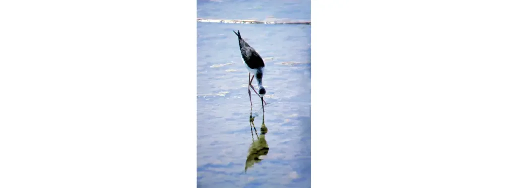 L'échasse blanche est un oiseau noir et blanc aux pattes rouges démesurément longues. C'est un oiseau plutôt méditerranéen dont quelques couples nichent parfois en Nor­mandie : assez fré­quem­ment au Hode dans l'estuaire de la Seine, parfois dans le département de la Man­che où quelques cas de nidification sont connus des observateurs du GONm en particulier à Brévands. Il lui faut des prairies partiellement submergées pour construire son nid et se nourrir.
