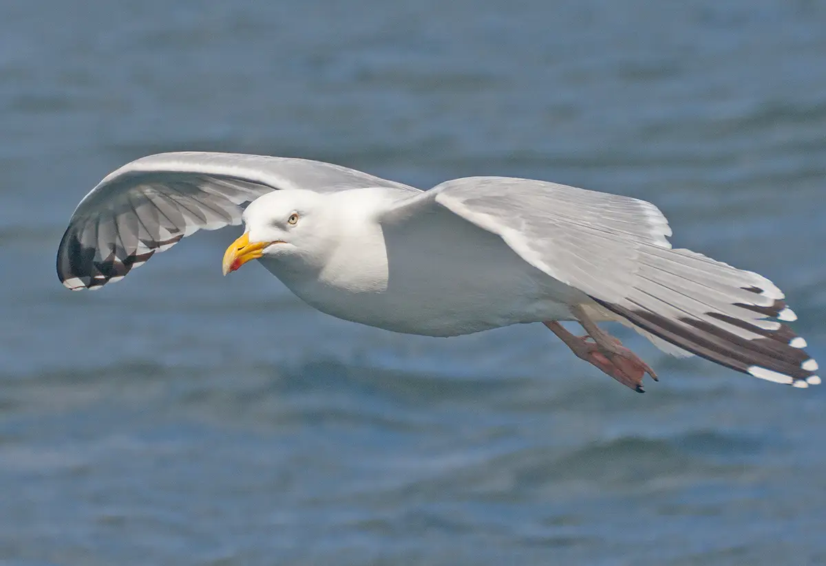 Les oiseaux du bord de mer en été
