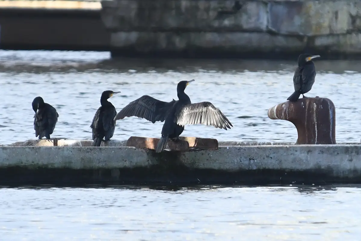 Le grand cormoran