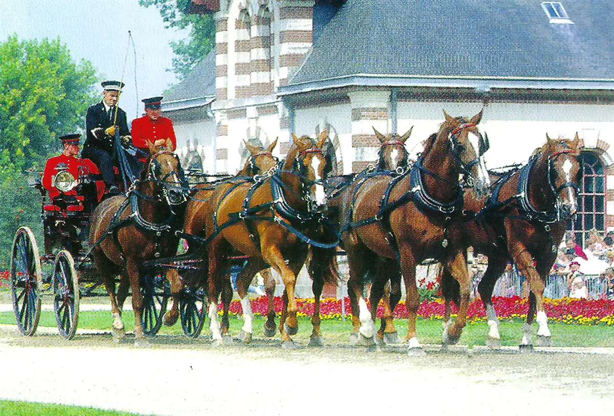 Haras de Saint-Lô, berceau du cheval de selle en France