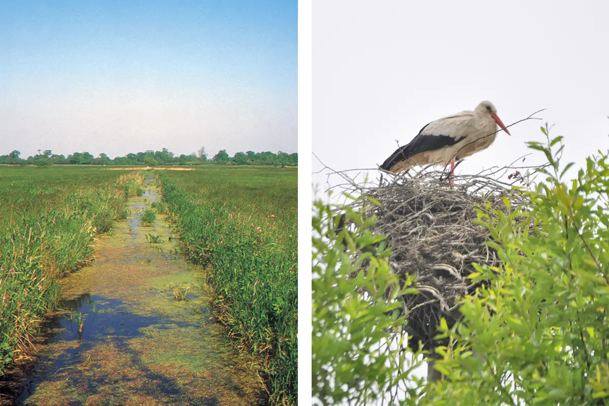 Les oiseaux dans la vallée de la Taute, marais de Carentan