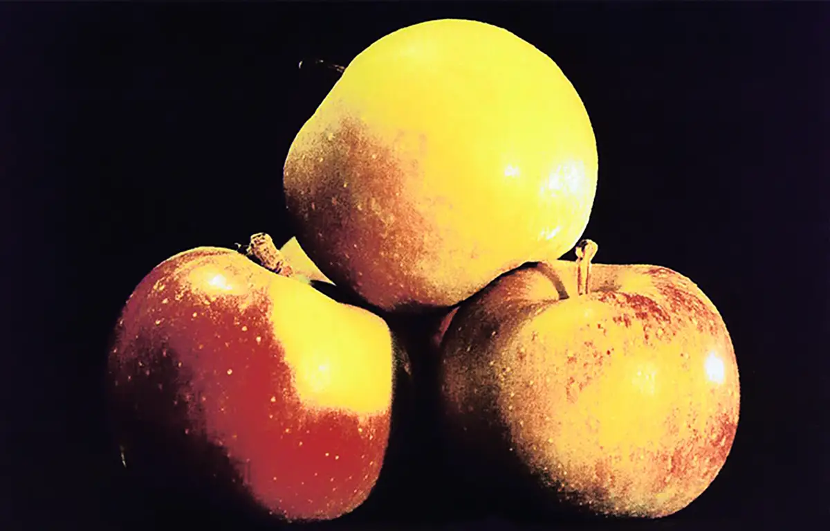 Pommes à cidre – Quand l&rsquo;odeur monte des greniers et des cours de ferme