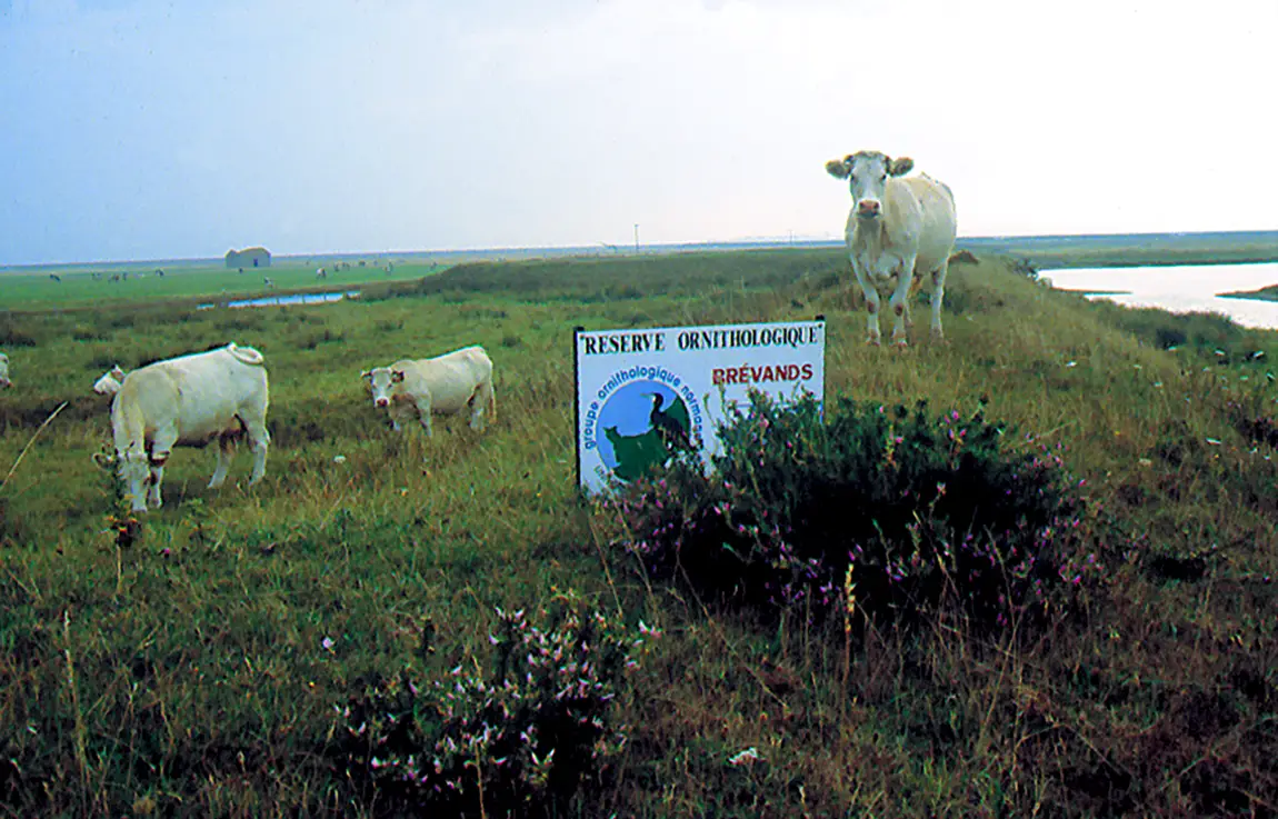 La réserve GONm de Brévands en baie des Veys
