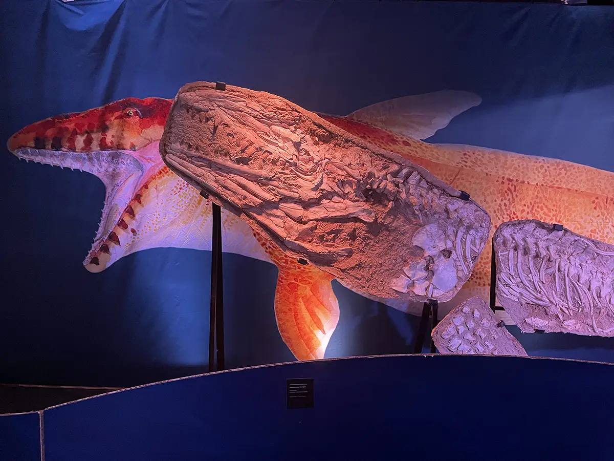 Les mosasaures au Paléospace de Villers-sur-Mer