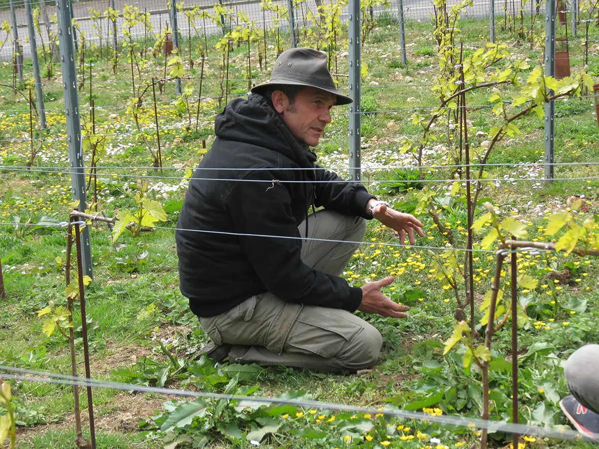 La vigne poursuit sa percée en Normandie