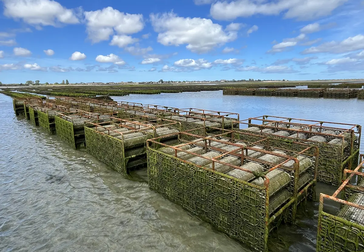 Saint-Vaast – La perle des huîtres