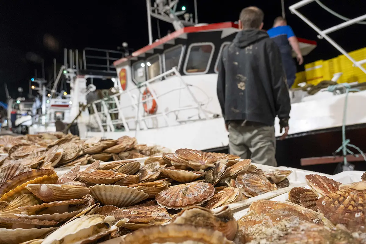 Pêcher la coquille Saint-Jacques en baie de Seine – Regard ethnographique