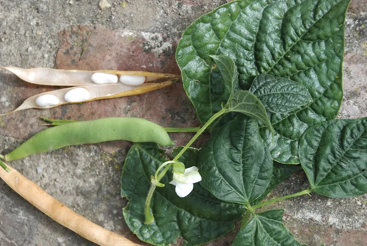 Plan végétal normand – À la recherche des légumes oubliés