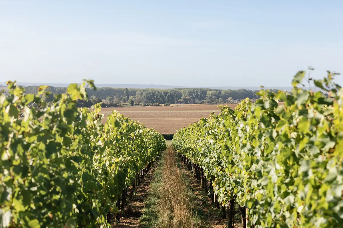 Renaissance du vin en Normandie