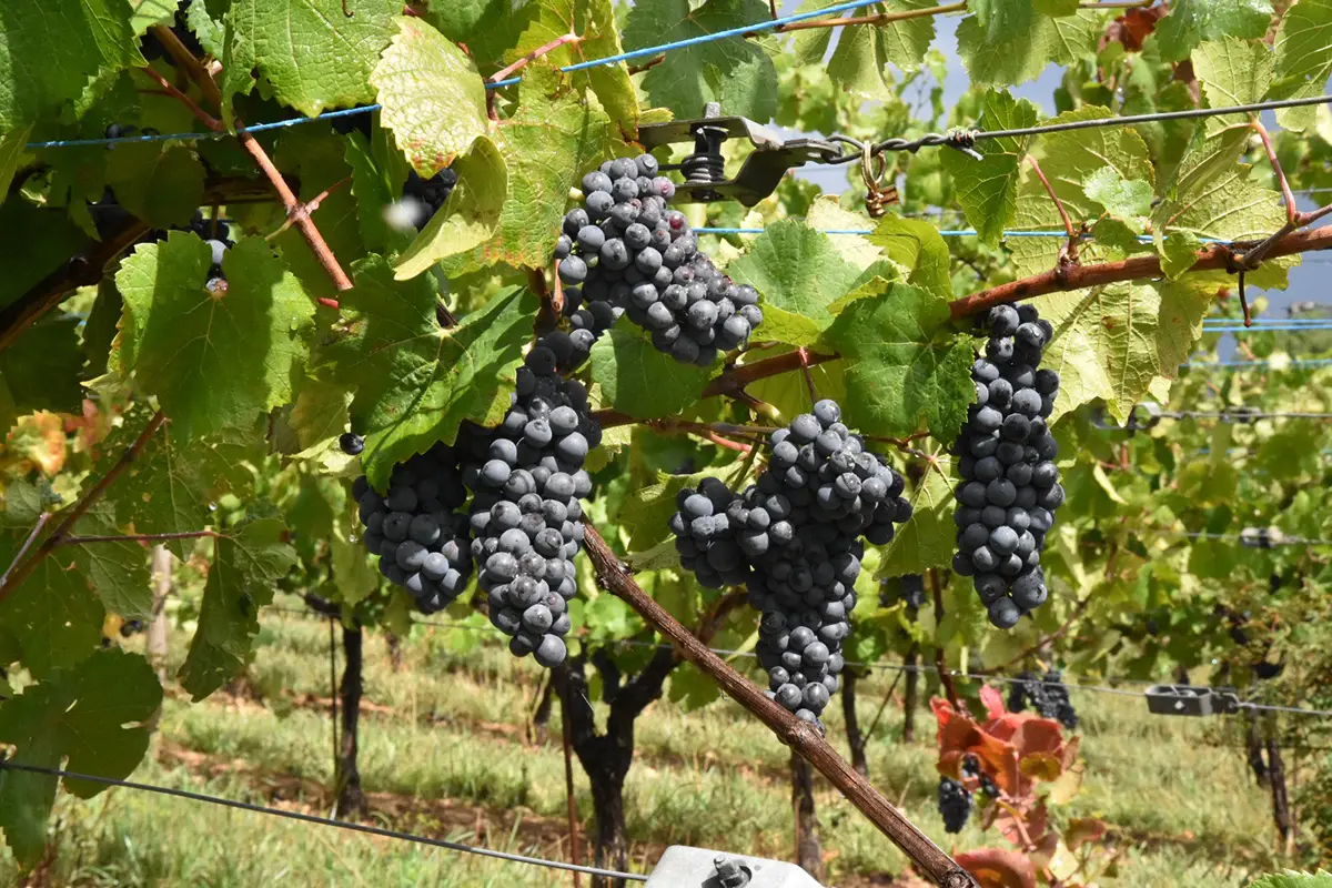 La vigne et le vin en Normandie – Une histoire méconnue
